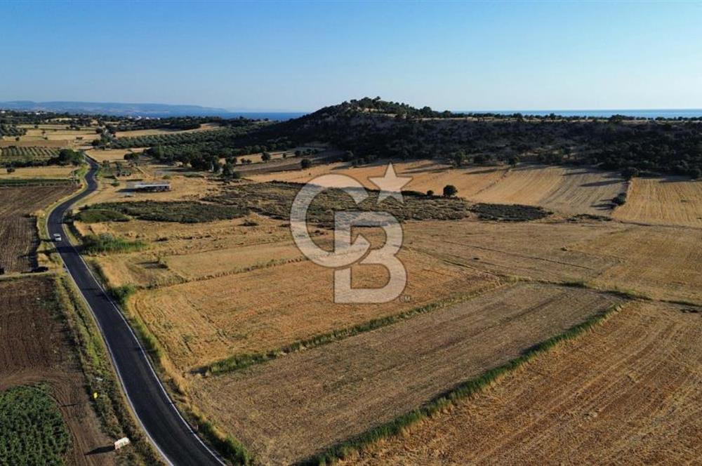 EZİNE TAVAKLI İSKELESİN'DE ASFALT YOLUNA CEPHELİ 5293 m2 TARLA