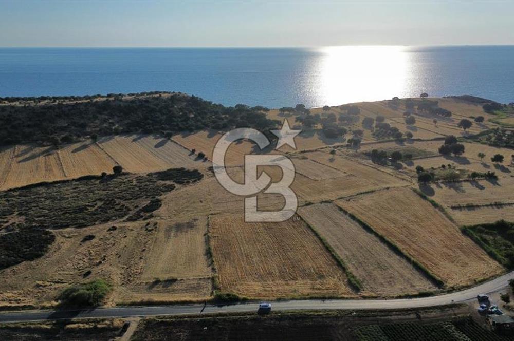 EZİNE TAVAKLI İSKELESİN'DE ASFALT YOLUNA CEPHELİ 5293 m2 TARLA
