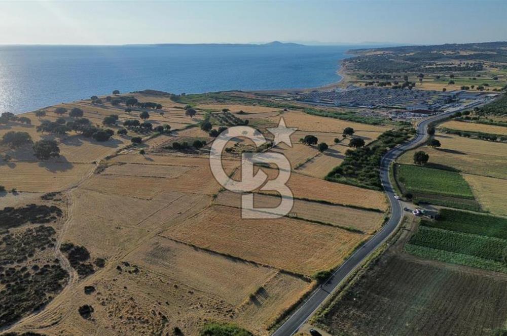 EZİNE TAVAKLI İSKELESİN'DE ASFALT YOLUNA CEPHELİ 5293 m2 TARLA