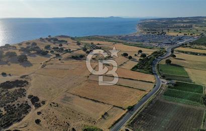 EZİNE TAVAKLI İSKELESİN'DE ASFALT YOLUNA CEPHELİ 5293 m2 TARLA