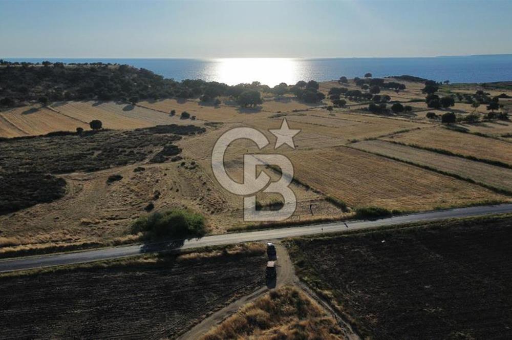 EZİNE TAVAKLI İSKELESİN'DE ASFALT YOLUNA CEPHELİ 5293 m2 TARLA