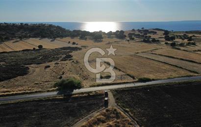 EZİNE TAVAKLI İSKELESİN'DE ASFALT YOLUNA CEPHELİ 5293 m2 TARLA