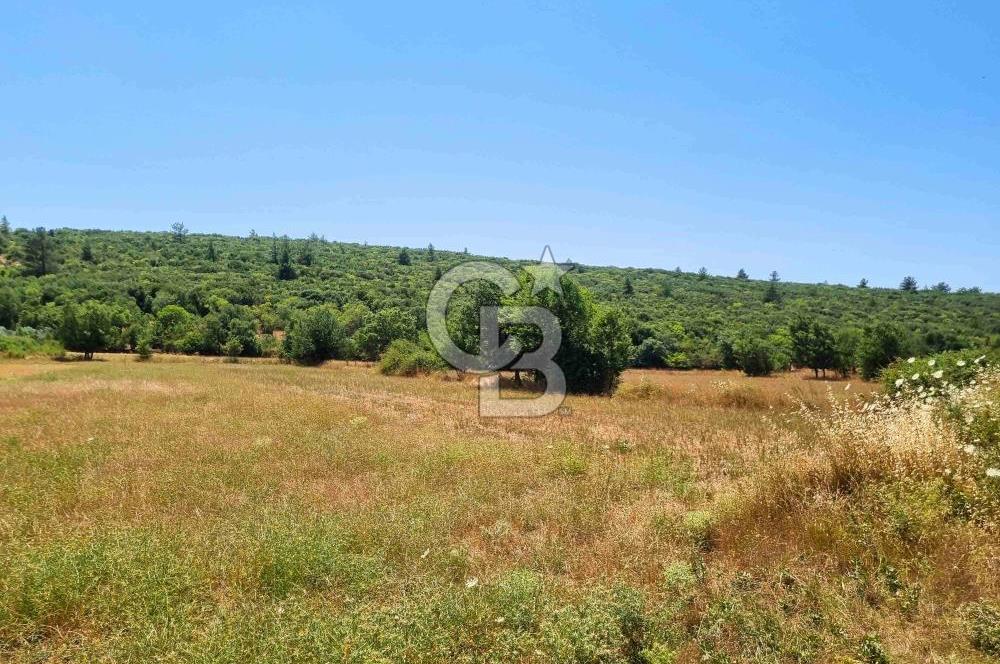 Menteşe Doğanköy'de İmar Sınırına Yakın 10.629 m² Tarla