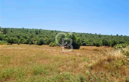 Menteşe Doğanköy'de İmar Sınırına Yakın 10.629 m² Tarla