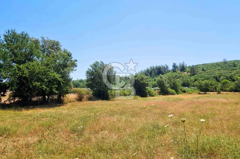 Menteşe Doğanköy'de İmar Sınırına Yakın 10.629 m² Tarla
