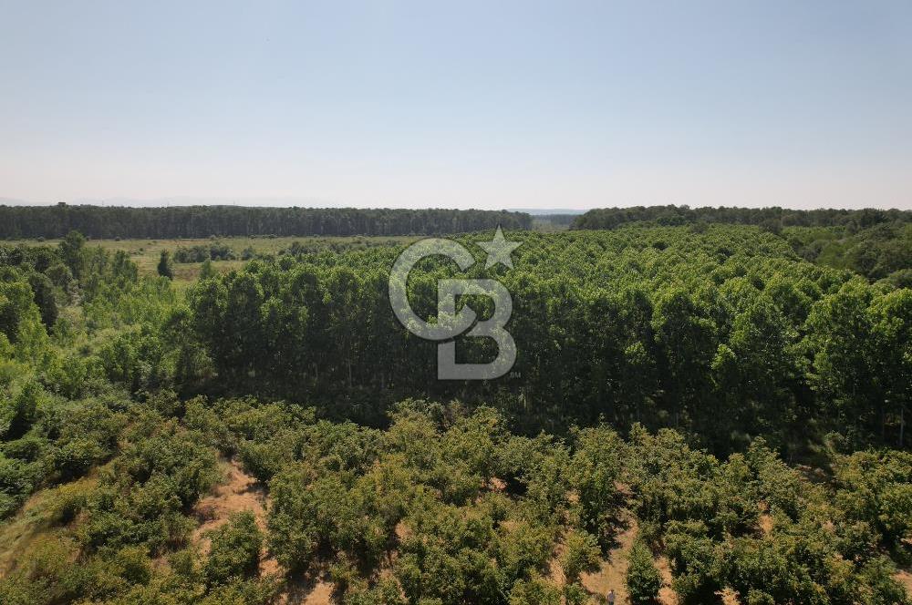 Verimli Toprak, Güçlü Yatırım! 11.814 m² Fındık Bahçesi