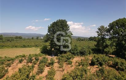 Verimli Toprak, Güçlü Yatırım! 11.814 m² Fındık Bahçesi