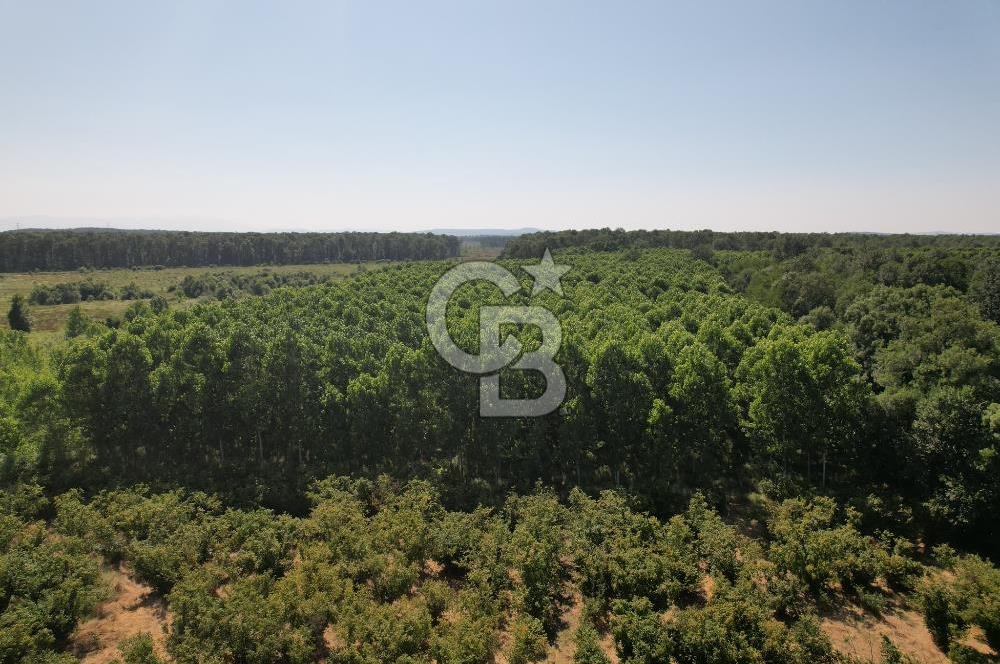 Kesim Dönemine Yaklaşan 650 Kavak Ağacıyla Karlı Yatırım Fırsatı