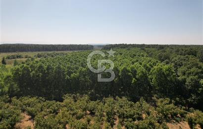 Kesim Dönemine Yaklaşan 650 Kavak Ağacıyla Karlı Yatırım Fırsatı