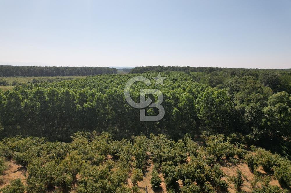 Kesim Dönemine Yaklaşan 650 Kavak Ağacıyla Karlı Yatırım Fırsatı