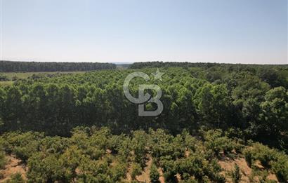 Kesim Dönemine Yaklaşan 650 Kavak Ağacıyla Karlı Yatırım Fırsatı