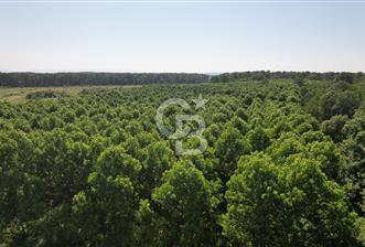 Kesim Dönemine Yaklaşan 650 Kavak Ağacıyla Karlı Yatırım Fırsatı - 1 - 360974