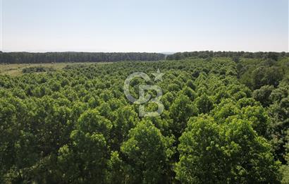 Kesim Dönemine Yaklaşan 650 Kavak Ağacıyla Karlı Yatırım Fırsatı