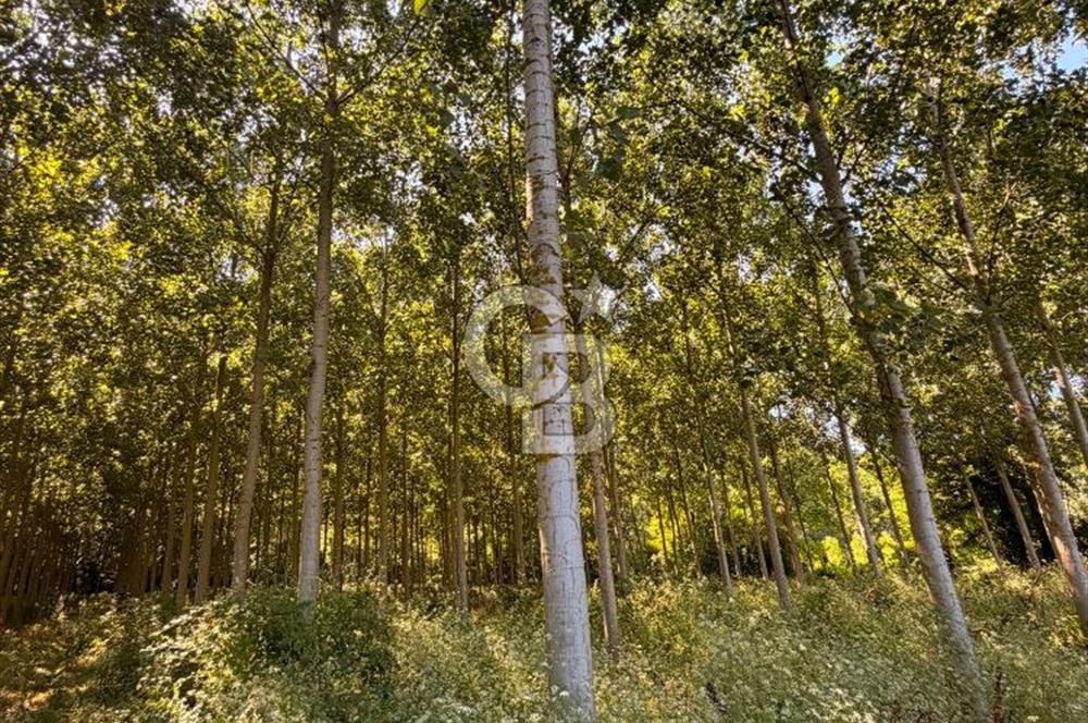 Kesim Dönemine Yaklaşan 650 Kavak Ağacıyla Karlı Yatırım Fırsatı