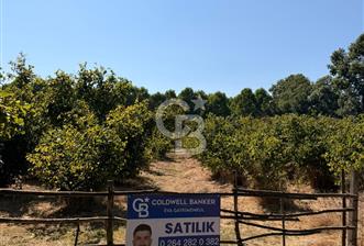 Verimli Toprak, Güçlü Yatırım! 11.814 m² Fındık Bahçesi - 2 - 360973