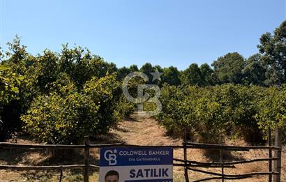Verimli Toprak, Güçlü Yatırım! 11.814 m² Fındık Bahçesi