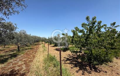 Kemalpaşa Ören'de 4275m² İçinde Elektrik, Su, Evi Olan Bahçe