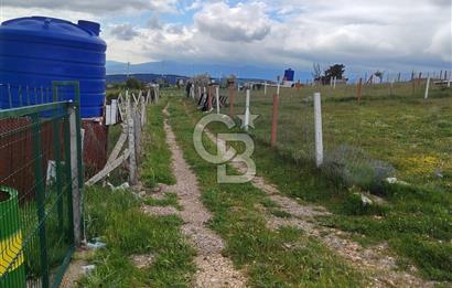KEMALPAŞA DAMLACIK SATILIK BAHE