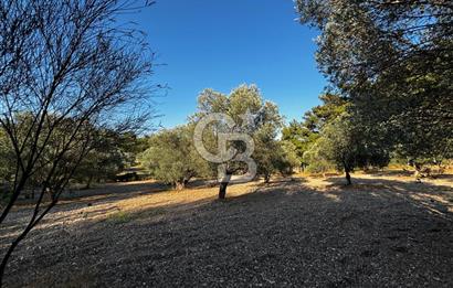 Urla Özbek'Te Zeytin Bahçeli Çiiftlik Evi CB PH