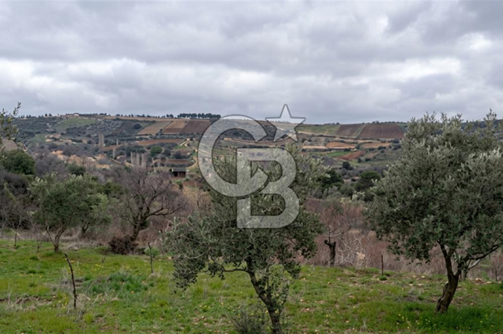 Manisa Demirci'de 4.620 m2 Kadastrol Yolu olan(elektrik+su) Bağ
