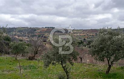 Manisa Demirci'de 4.620 m2 Kadastrol Yolu olan(elektrik+su) Bağ