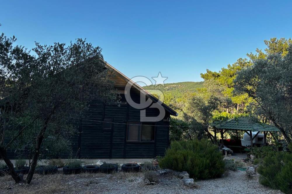 Urla Özbek'Te Zeytin Bahçeli Çiiftlik Evi CB PH