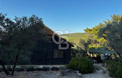Urla Özbek'Te Zeytin Bahçeli Çiiftlik Evi CB PH