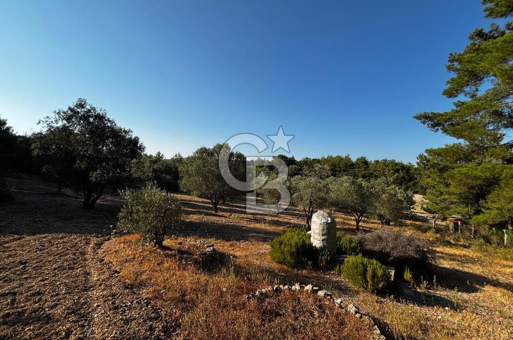 Urla Özbek'Te Zeytin Bahçeli Çiiftlik Evi CB PH