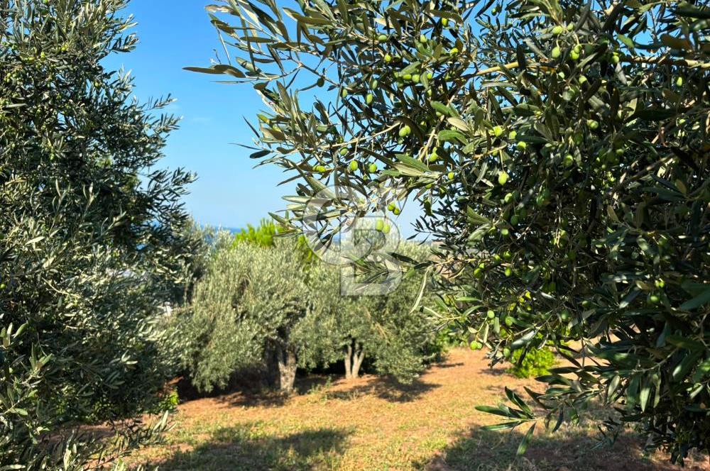 ÇANAKKALE ŞEVKETİYE'DE BOĞAZ MANZARALI SATILIK MÜSTAKİL BAĞ EVİ