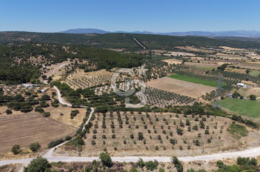 İzmir Kınık Musacallı Köyü Köyiçi İmarlı 300m2  Satılık Arsa