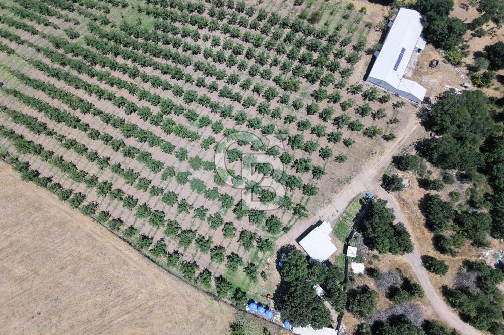 BİGA DANİŞMENT KÖYÜ 1. SINIF NİTELİKLİ CEVİZ BAHÇESİ ve ÇİFTLİK AÇIKLAMAYI OKUYUN