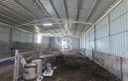 BİGA DANİŞMENT KÖYÜ 1. SINIF NİTELİKLİ CEVİZ BAHÇESİ ve ÇİFTLİK AÇIKLAMAYI OKUYUN