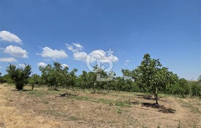 BİGA DANİŞMENT KÖYÜ 1. SINIF NİTELİKLİ CEVİZ BAHÇESİ ve ÇİFTLİK AÇIKLAMAYI OKUYUN