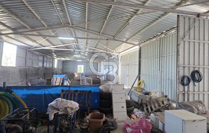 BİGA DANİŞMENT KÖYÜ 1. SINIF NİTELİKLİ CEVİZ BAHÇESİ ve ÇİFTLİK AÇIKLAMAYI OKUYUN