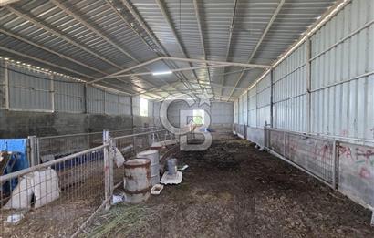 BİGA DANİŞMENT KÖYÜ 1. SINIF NİTELİKLİ CEVİZ BAHÇESİ ve ÇİFTLİK AÇIKLAMAYI OKUYUN