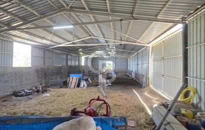 BİGA DANİŞMENT KÖYÜ 1. SINIF NİTELİKLİ CEVİZ BAHÇESİ ve ÇİFTLİK AÇIKLAMAYI OKUYUN