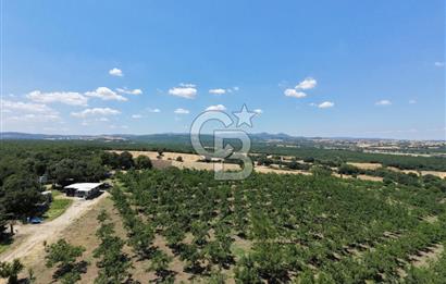 BİGA DANİŞMENT KÖYÜ 1. SINIF NİTELİKLİ CEVİZ BAHÇESİ ve ÇİFTLİK AÇIKLAMAYI OKUYUN