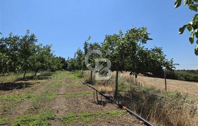 BİGA DANİŞMENT KÖYÜ 1. SINIF NİTELİKLİ CEVİZ BAHÇESİ ve ÇİFTLİK AÇIKLAMAYI OKUYUN