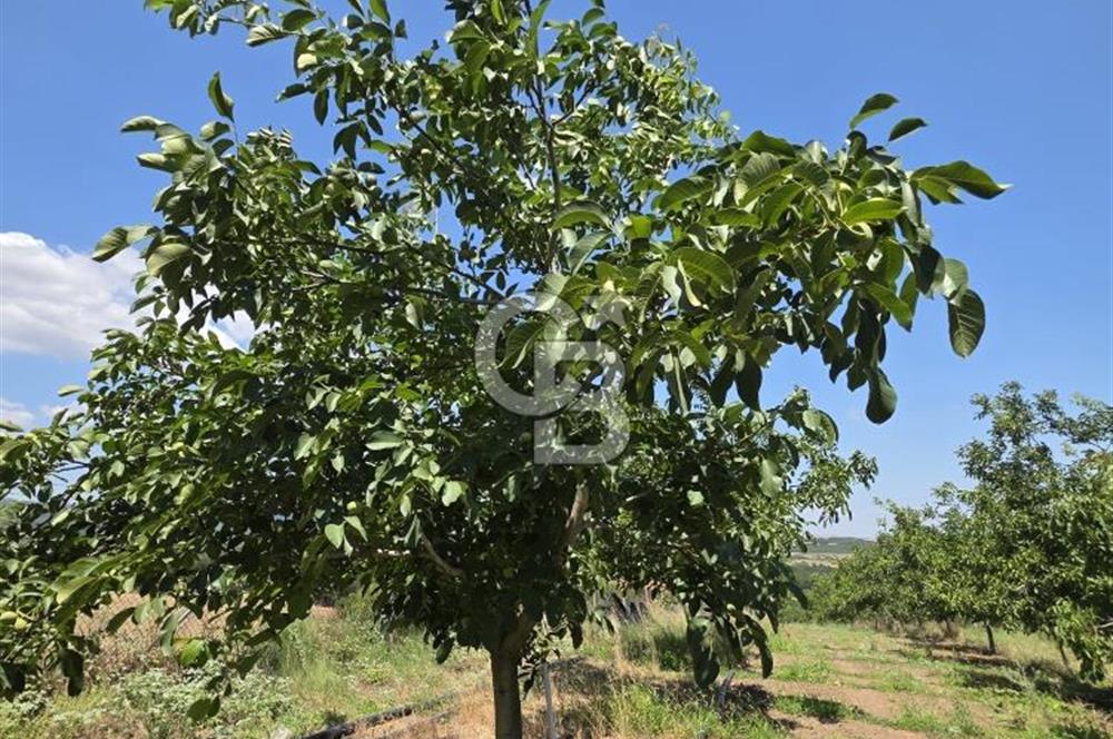 BİGA DANİŞMENT KÖYÜ 1. SINIF NİTELİKLİ CEVİZ BAHÇESİ ve ÇİFTLİK AÇIKLAMAYI OKUYUN