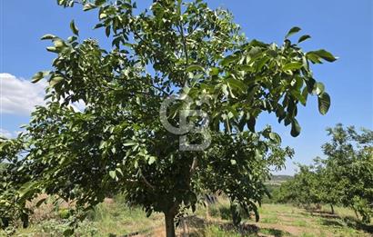 BİGA DANİŞMENT KÖYÜ 1. SINIF NİTELİKLİ CEVİZ BAHÇESİ ve ÇİFTLİK AÇIKLAMAYI OKUYUN