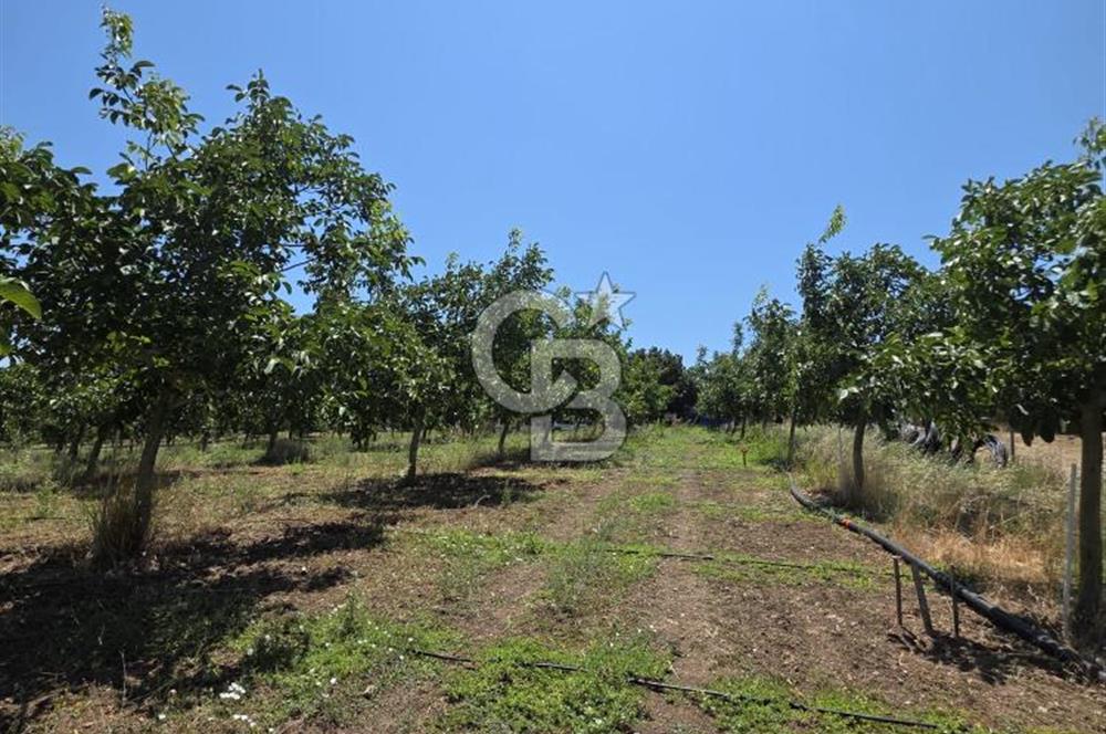 BİGA DANİŞMENT KÖYÜ 1. SINIF NİTELİKLİ CEVİZ BAHÇESİ ve ÇİFTLİK AÇIKLAMAYI OKUYUN