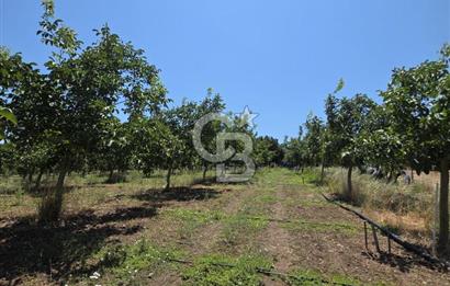 BİGA DANİŞMENT KÖYÜ 1. SINIF NİTELİKLİ CEVİZ BAHÇESİ ve ÇİFTLİK AÇIKLAMAYI OKUYUN