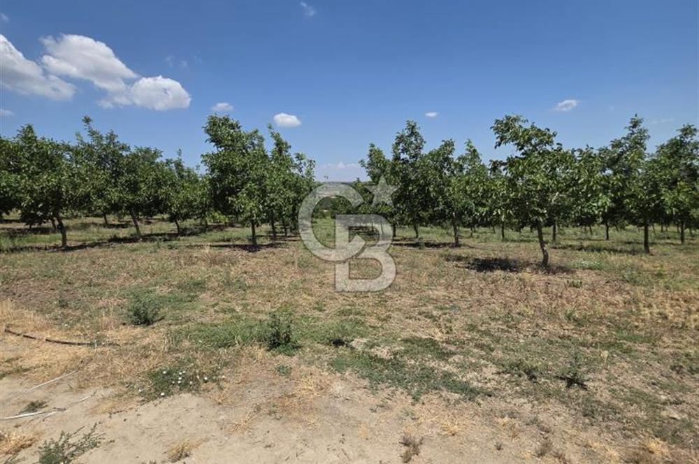 BİGA DANİŞMENT KÖYÜ 1. SINIF NİTELİKLİ CEVİZ BAHÇESİ ve ÇİFTLİK AÇIKLAMAYI OKUYUN