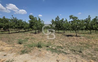 BİGA DANİŞMENT KÖYÜ 1. SINIF NİTELİKLİ CEVİZ BAHÇESİ ve ÇİFTLİK AÇIKLAMAYI OKUYUN