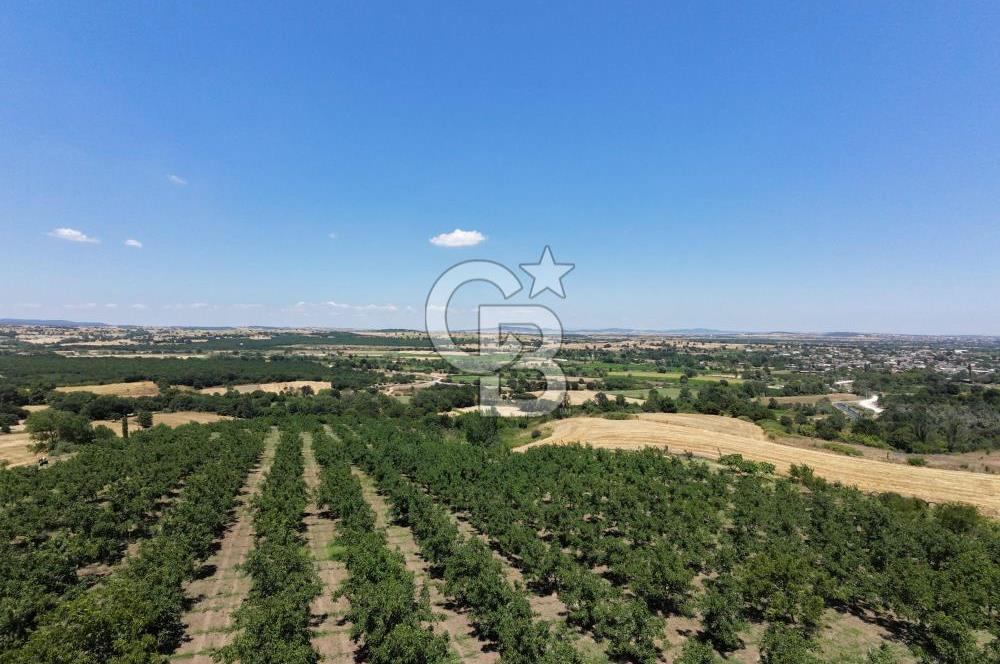BİGA DANİŞMENT KÖYÜ 1. SINIF NİTELİKLİ CEVİZ BAHÇESİ ve ÇİFTLİK AÇIKLAMAYI OKUYUN