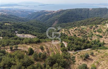 güzelbahçe payamlı da satılık bağ