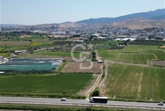 MENEMEN KOYUNDERE’DE SATILIK MÜSTAKİL TARLA - 7 - 362265