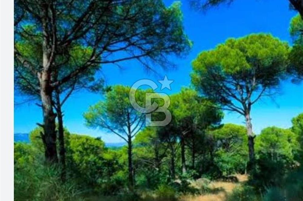 Bergama Karavelilerde 6.890 m² Fıstık Çamlığı | Yatırımlık