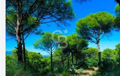 Bergama Karavelilerde 6.890 m² Fıstık Çamlığı | Yatırımlık