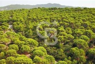 Bergama Karavelilerde 6.890 m² Fıstık Çamlığı | Yatırımlık - 2 - 362362